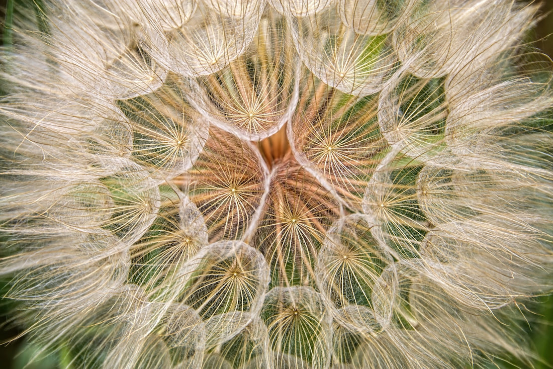 a close up of a dandelion with a green background