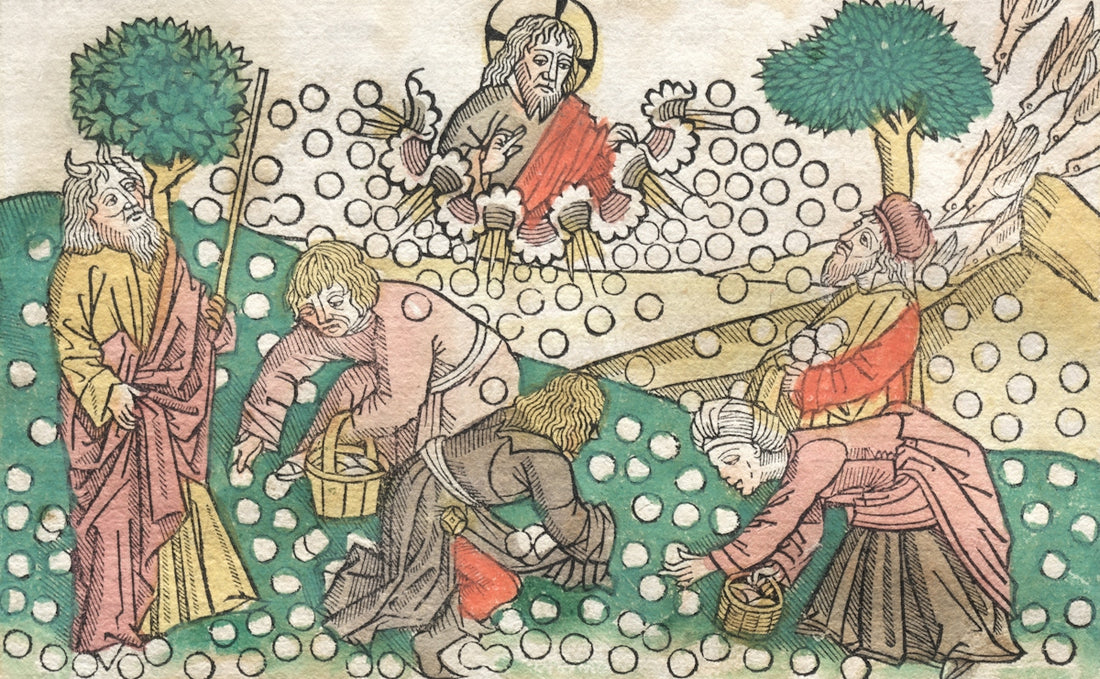 People harvesting white spheres in a field